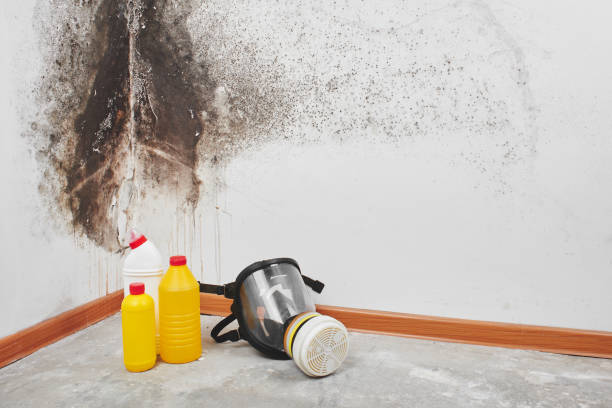 Best Mold Testing  in Mclean, VA
