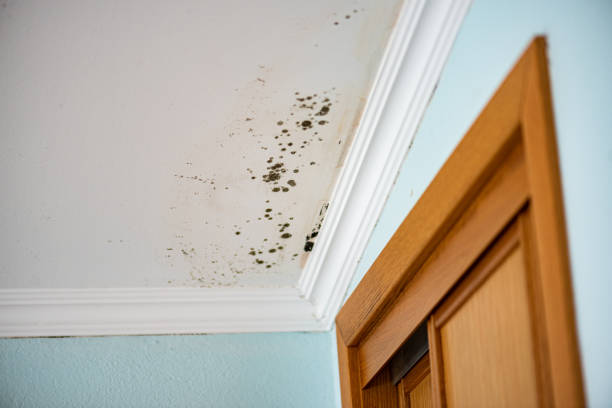 Best Water Damage Restoration  in Mclean, VA