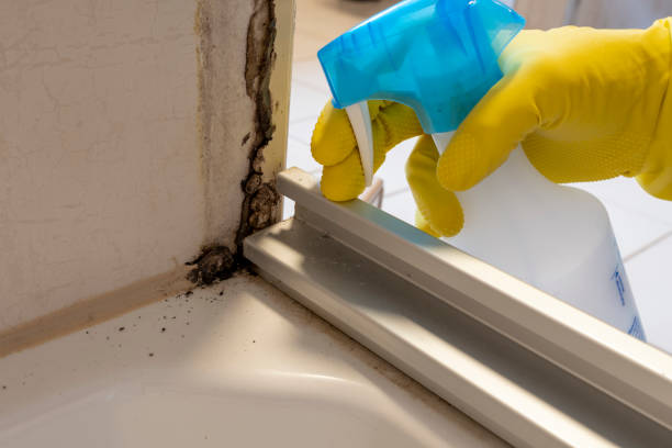 Best Certified Mold Removal  in Mclean, VA