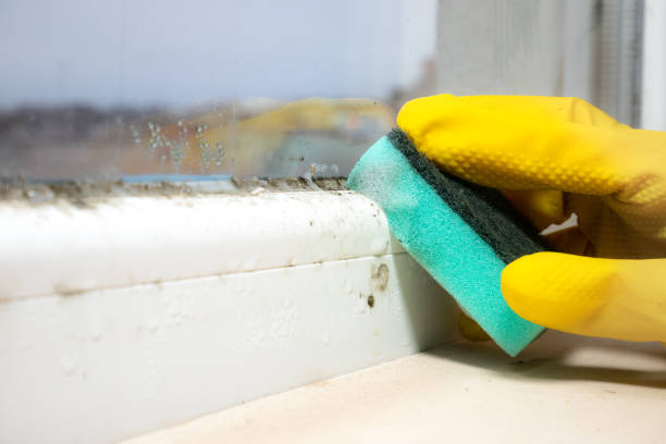 Best Mold Damage Repair  in Mclean, VA