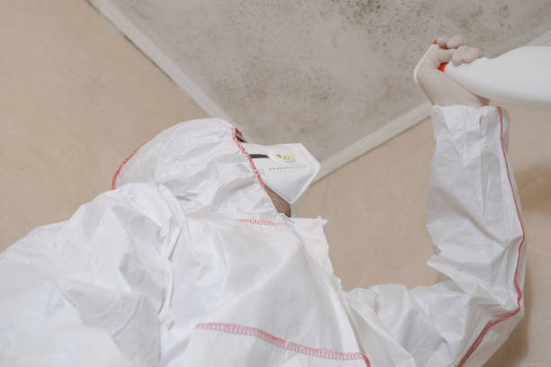 Best Local Mold Removal Service  in Mclean, VA