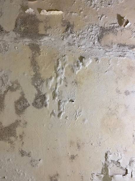 Best Same-Day Mold Removal  in Mclean, VA