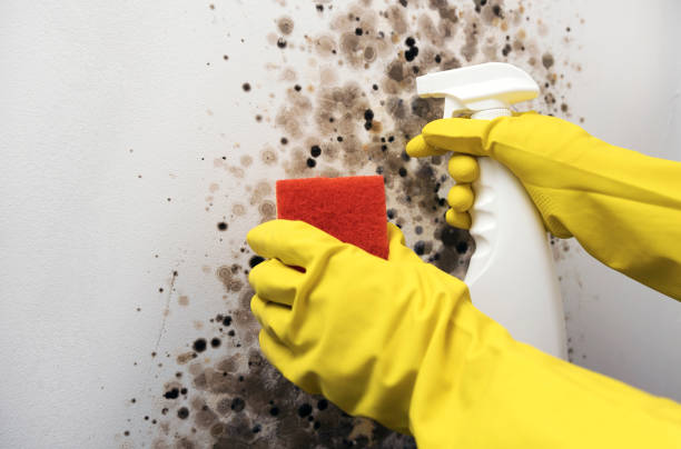 Best Fast Mold Removal  in Mclean, VA