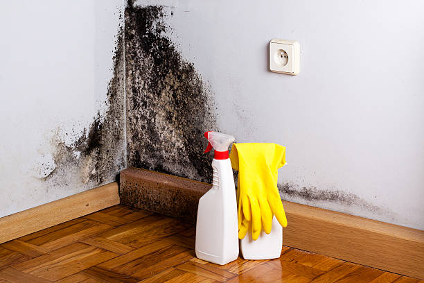 Best Fast Mold Removal  in Mclean, VA