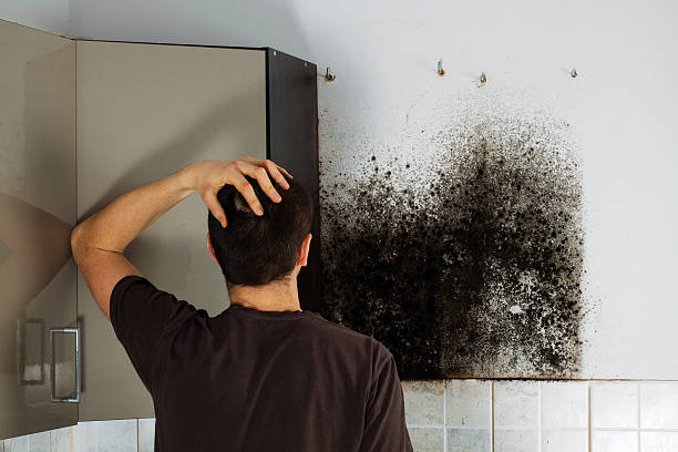 Best Mold Cleaning Services  in Mclean, VA