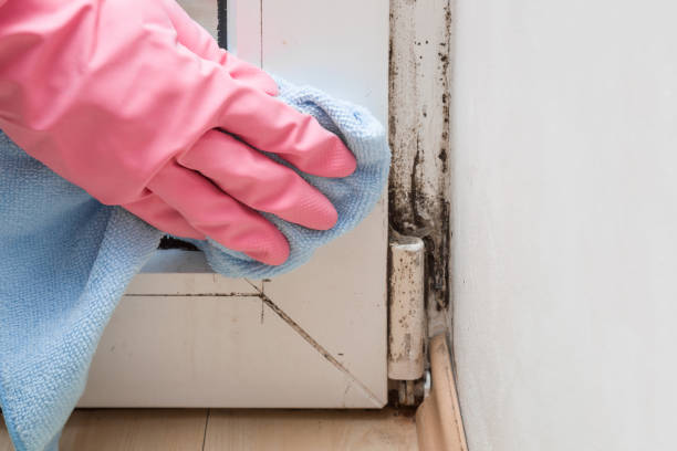 Best Mold Damage Repair  in Mclean, VA