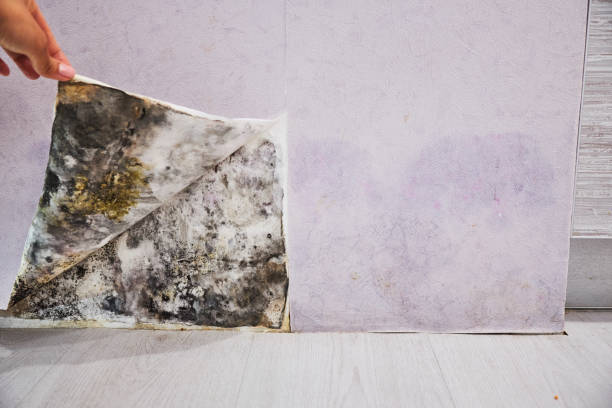 Best Office Mold Removal Services  in Mclean, VA